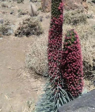 Finca Los Retalitos un oasis con piscina privada Güímar